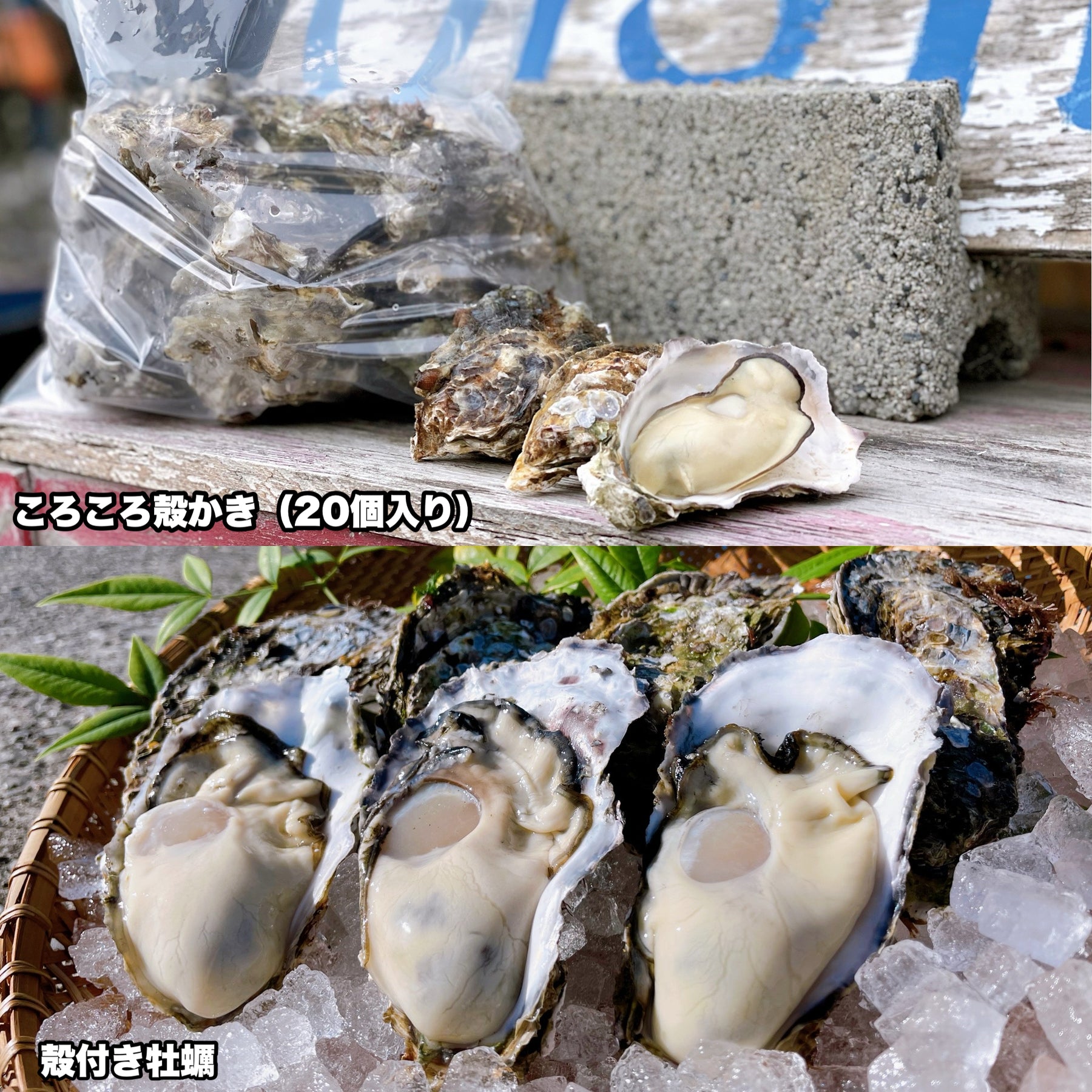 【殻付き牡蠣ところころ殻牡蠣(一口サイズ)の販売】