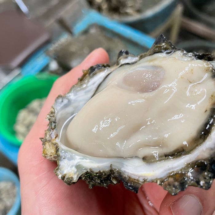 【最新状況】今シーズンの牡蠣の販売時期について