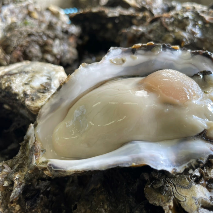 【2022-2023シーズン販売開始のお知らせ】