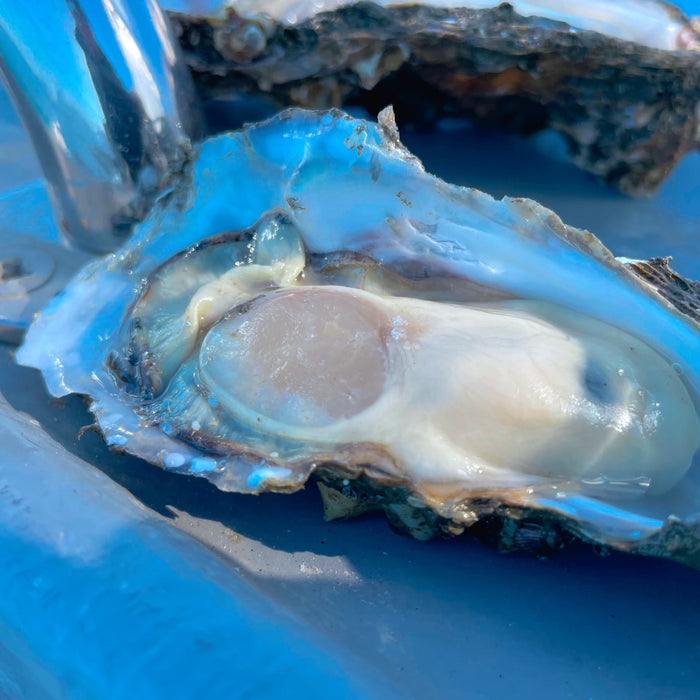 2023-2024シーズンのお知らせ