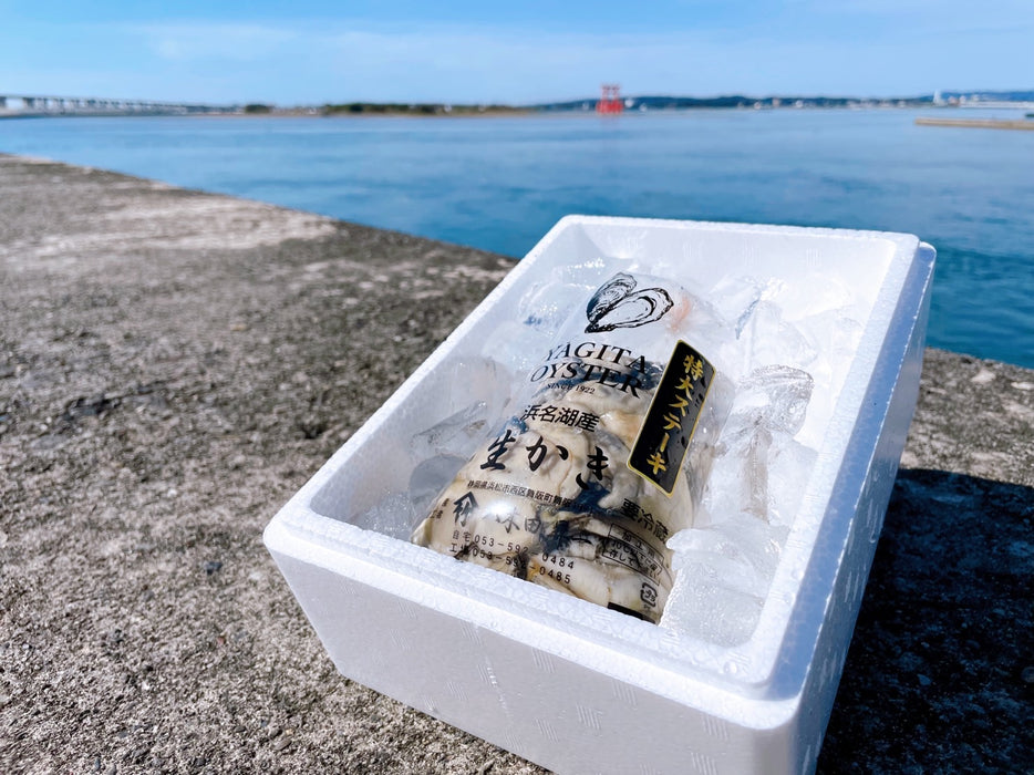 【⭐︎通販サイト限定⭐︎特大ステーキ牡蠣（剥き牡蠣）】浜名湖名産"YAGITA OYSTER"・500g（約12粒）