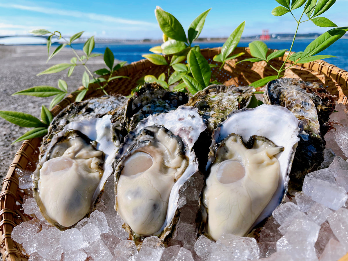 殻付き牡蠣】浜名湖名産